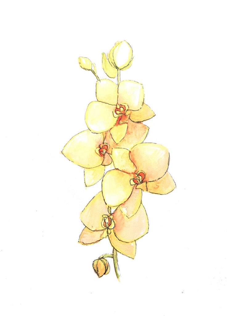 Fleur jaune dessinée sur une feuille blanche en aquarelle.